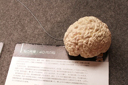 brain_model_gumma01
